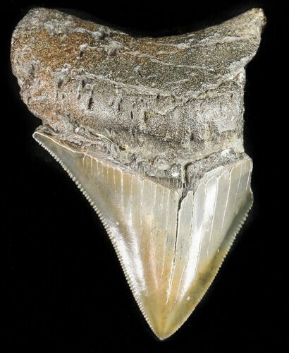 Partial, Serrated, Fossil Megalodon Tooth #47600